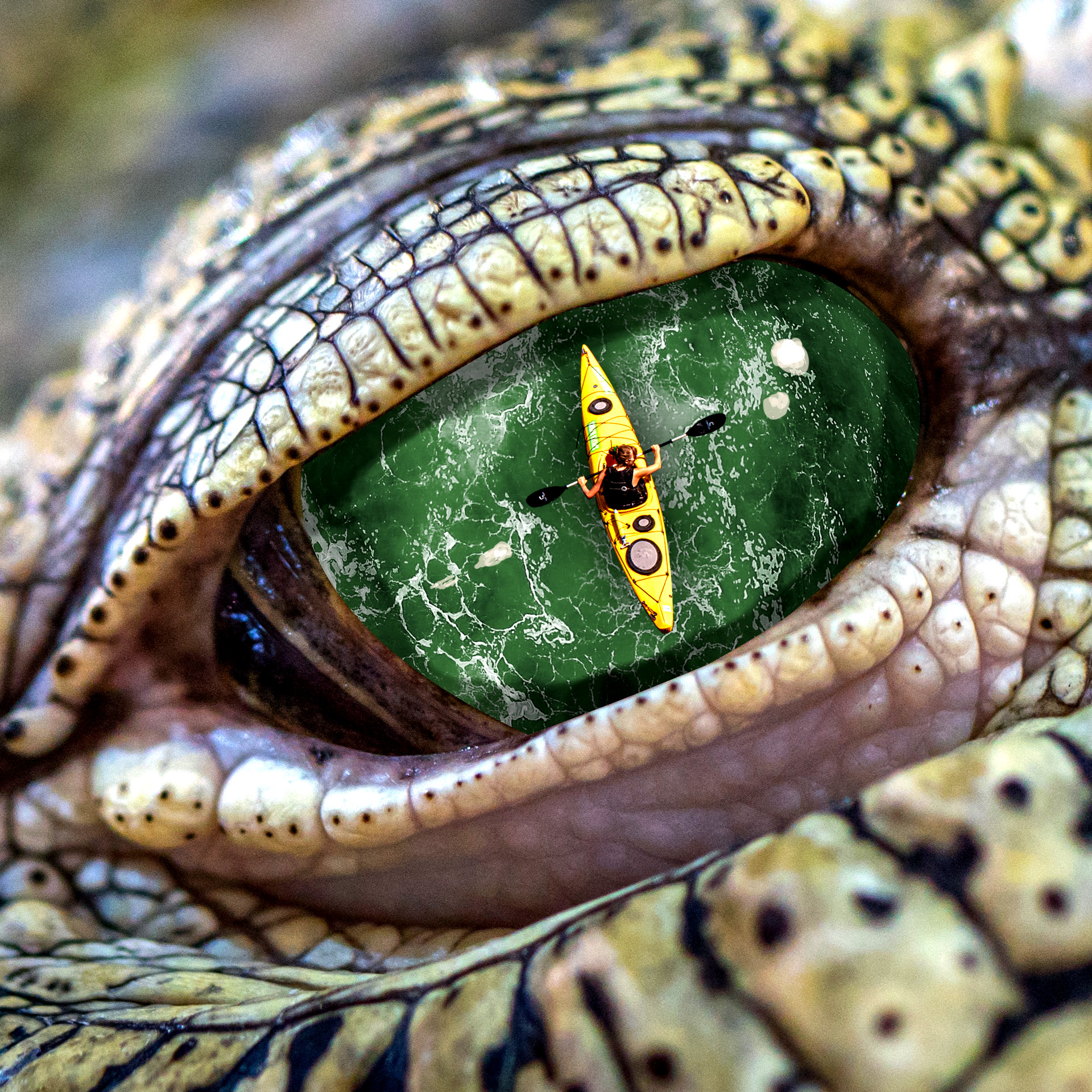 Illustration crocodile